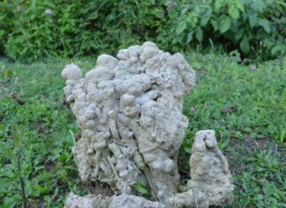 The Escort of the Icon of St. Demetrius